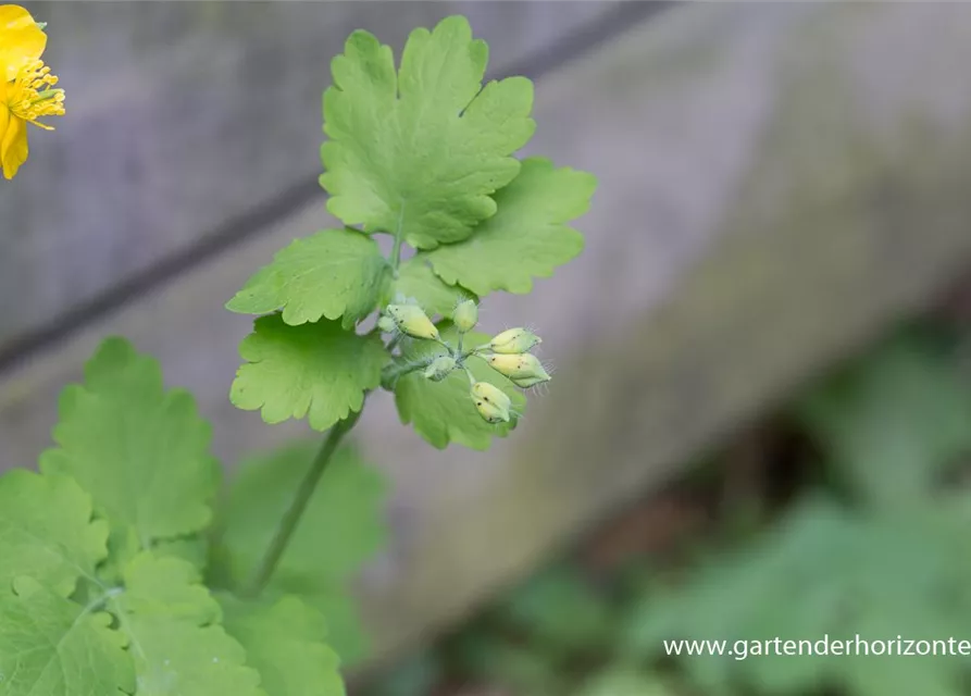 Chelidonium majus