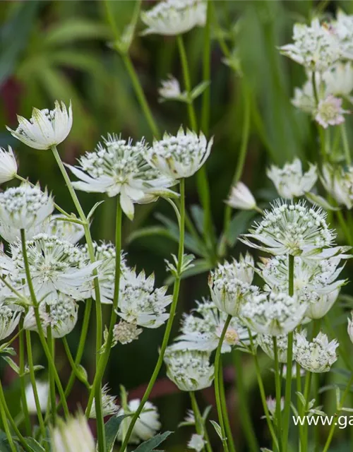 Astrantia major 'Alba'