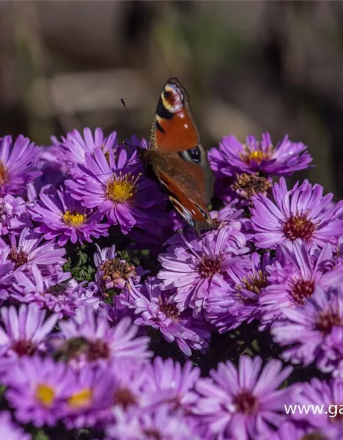Garten-Kissen-Aster 'Rosenwichtel'