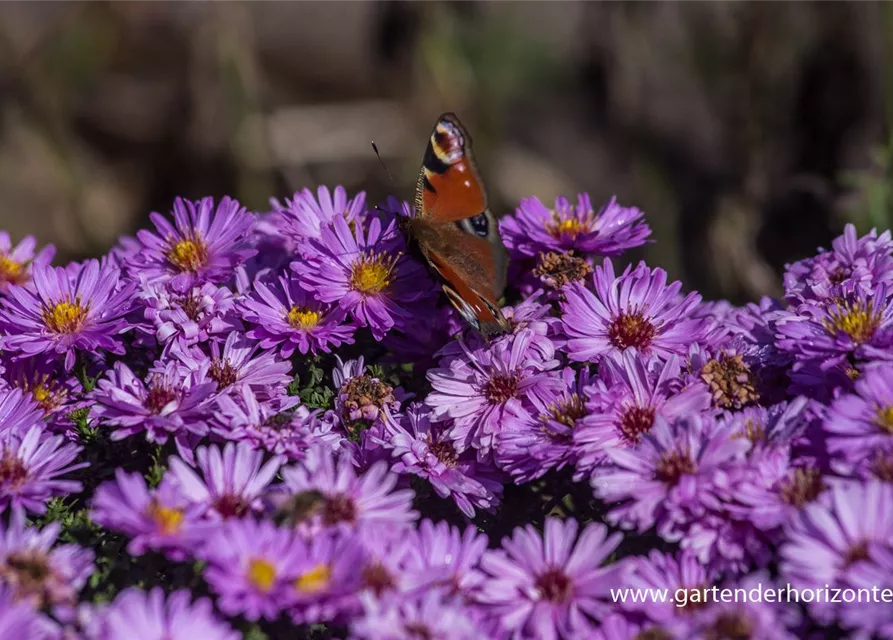 Garten-Kissen-Aster 'Rosenwichtel'