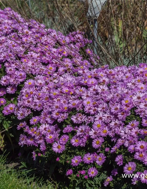 Garten-Kissen-Aster 'Rosenwichtel'