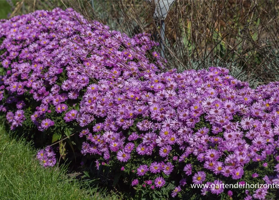 Garten-Kissen-Aster 'Rosenwichtel'