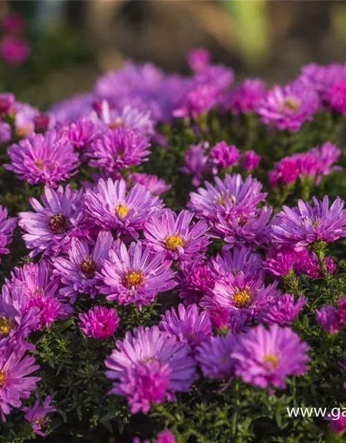 Garten-Kissen-Aster 'Rosenwichtel'