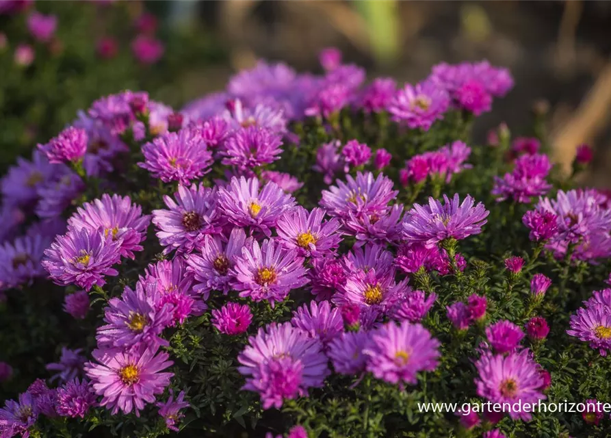 Garten-Kissen-Aster 'Rosenwichtel'