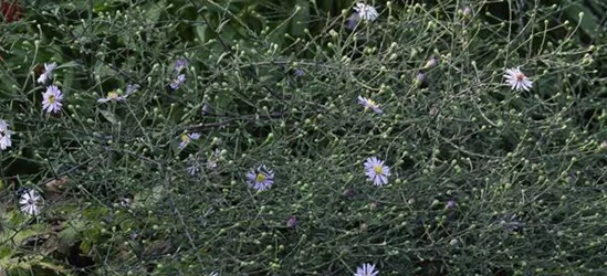 Glatte Aster