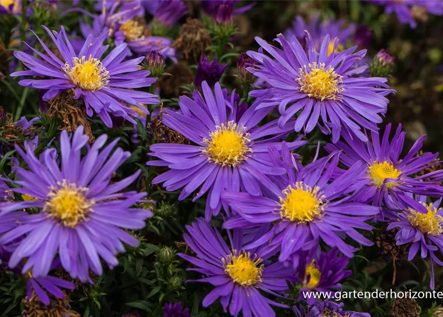 Garten-Kissen-Aster 'Blaue Lagune'