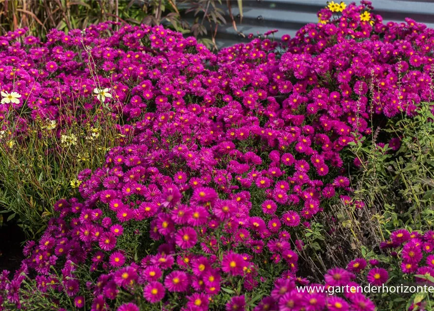 Garten-Kissen-Aster 'Starlight'