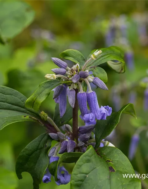 Clematis heracleifolia 'Cote d'Azur'