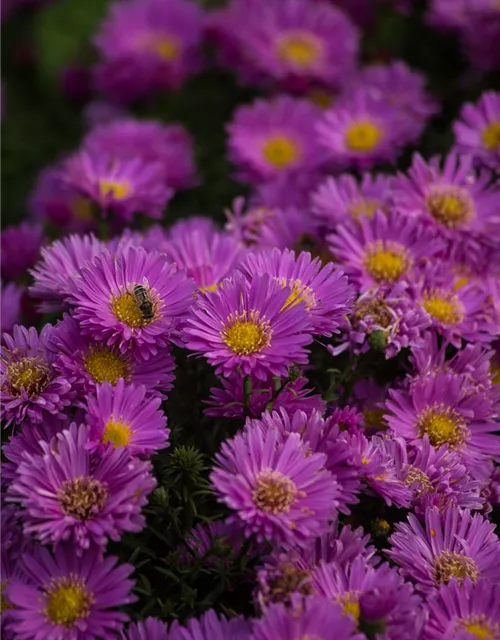Garten-Kissen-Aster 'Heinz Richard'