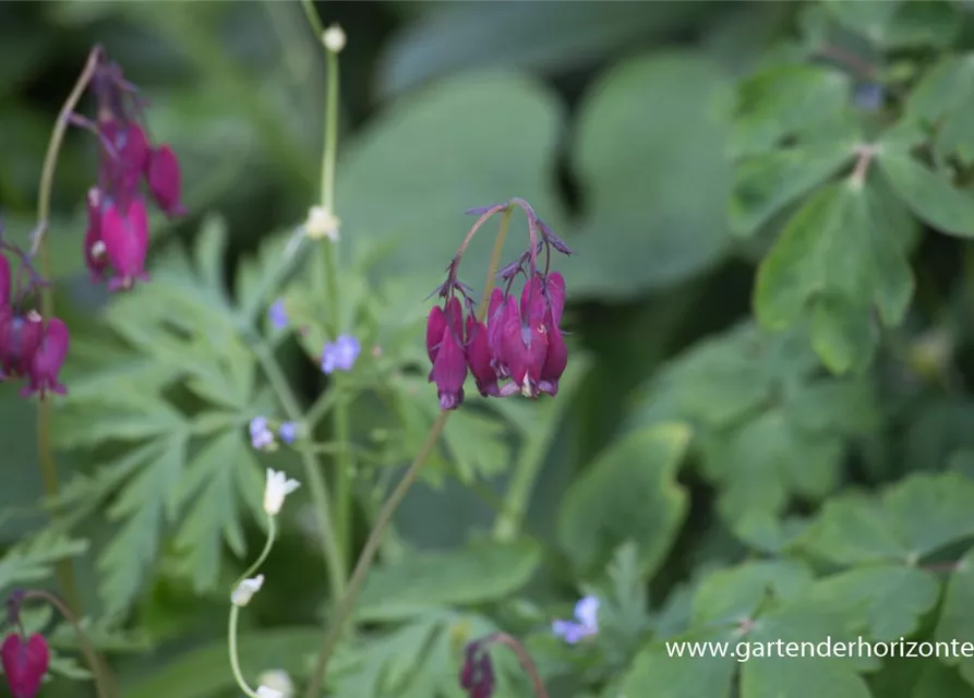 Zwergige Garten-Herzblume 'Bacchanal'
