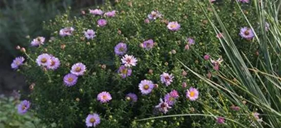 Garten-Kissen-Aster 'Tina'