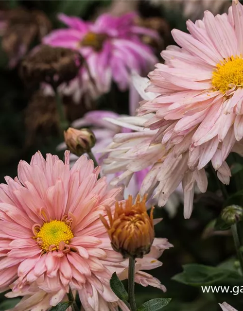 Chrysanthemum x hort.'Apricot'