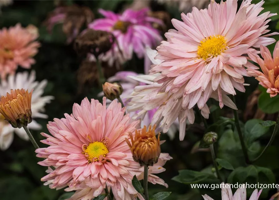 Chrysanthemum x hort.'Apricot'
