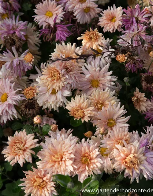 Chrysanthemum x hort.'Apricot'
