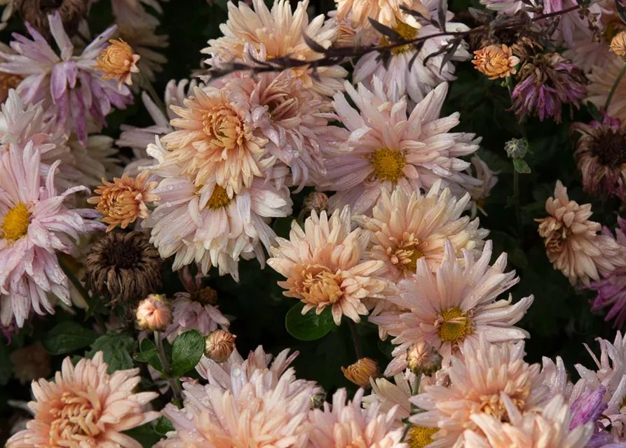 Chrysanthemum x hort.'Apricot'