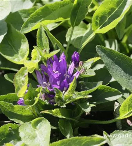 Campanula glomerata 'Acaulis'
