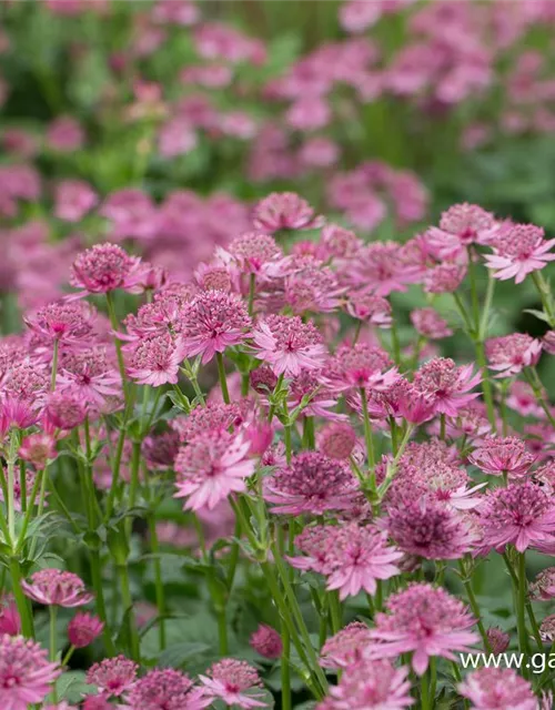 Astrantia major 'Roma' -R-
