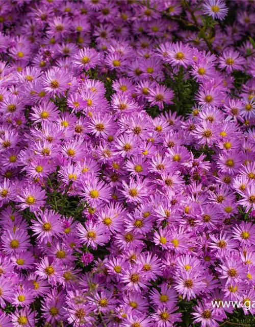 Kissen-Aster