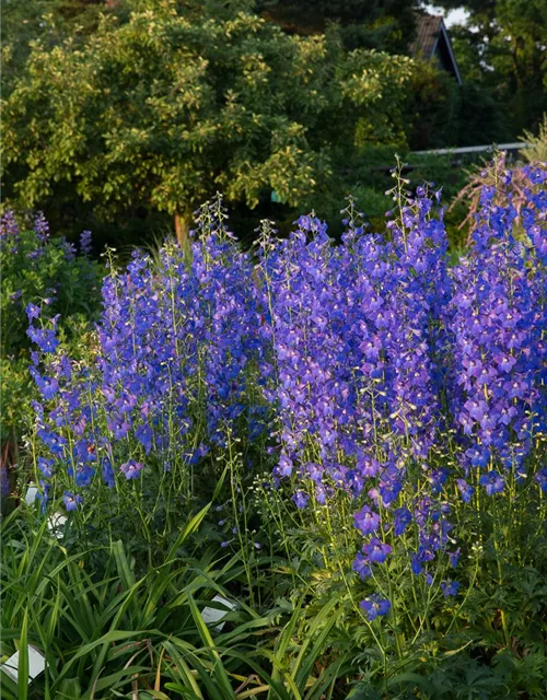 Verzweigter Garten-Rittersporn 'Piccolo'