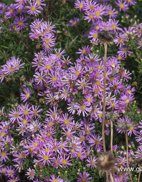Garten-Myrten-Aster 'Pink Star'