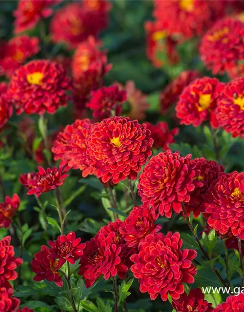 Chrysanthemum x hort.'Brockenfeuer'