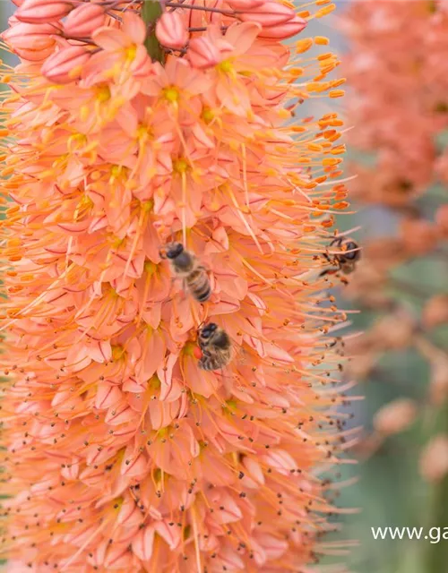 Steppenkerze 'Cleopatra'