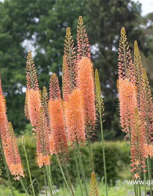 Steppenkerze 'Cleopatra'