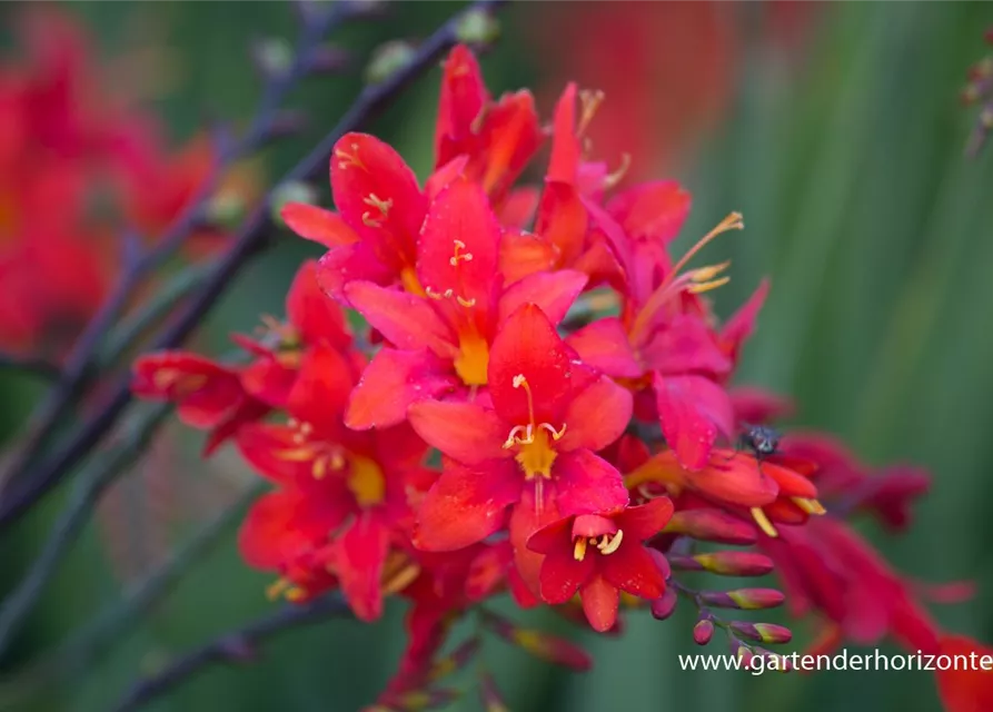 Crocosmia x crocosmiiflora 'Hellfire'