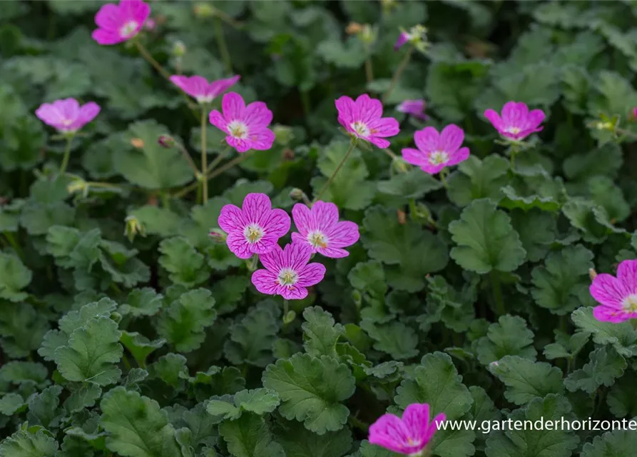 Zwergiger Garten-Reiherschnabel 'Bishop´s Form'