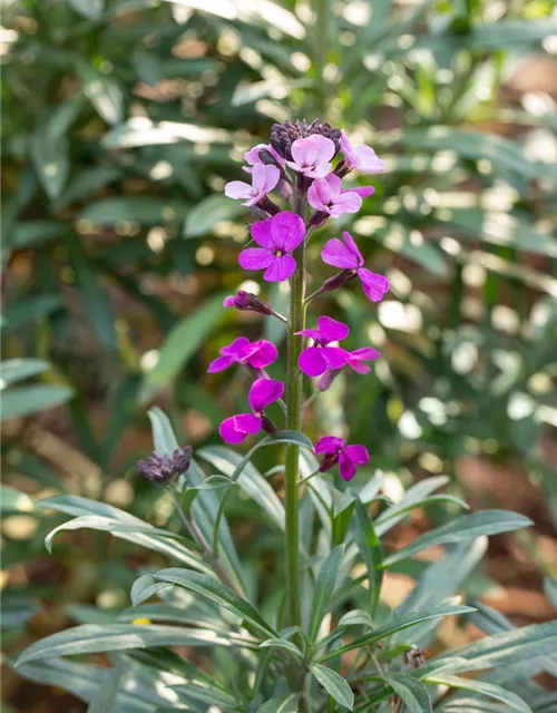 Erysimum cheiri 'Bowles Mauve'