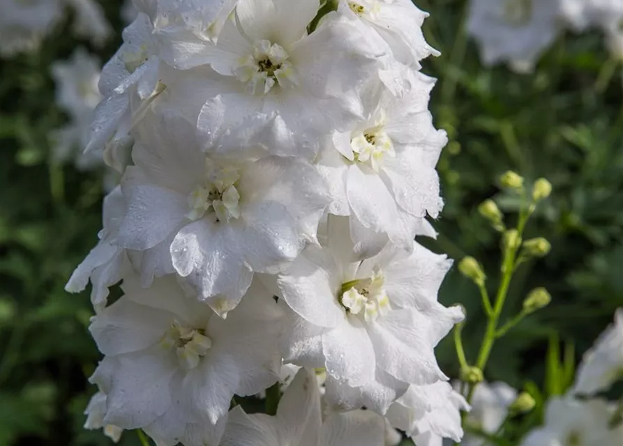 Rittersporn 'Diamant'