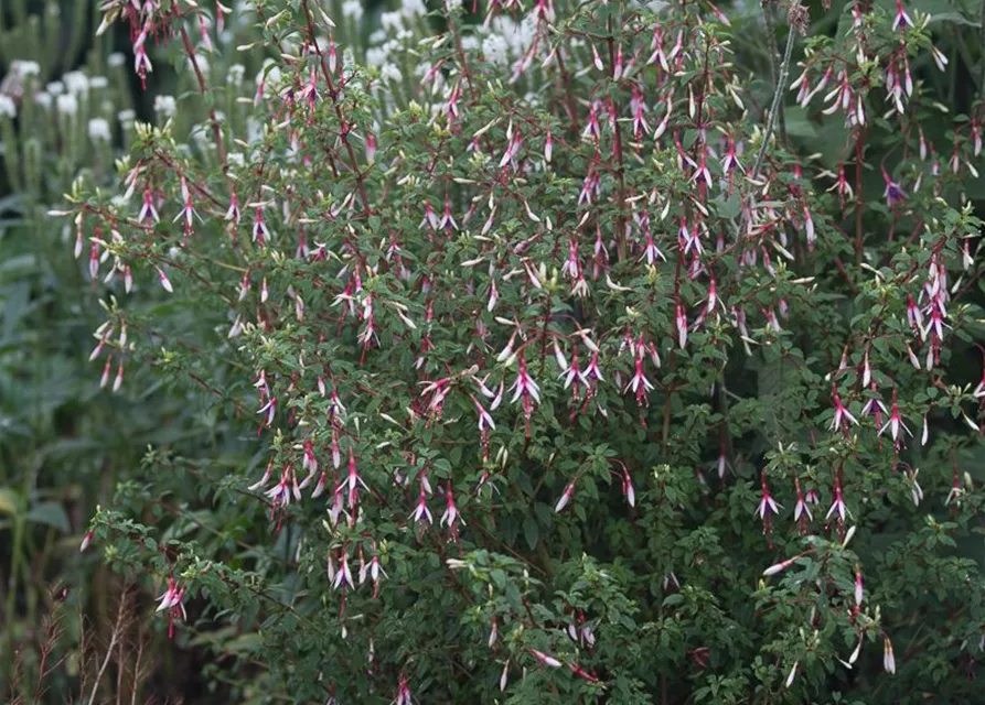 Garten-Fuchsie