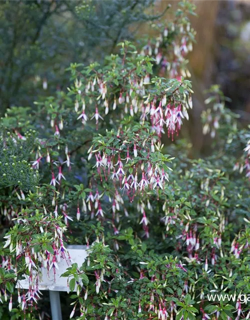 Garten-Fuchsie