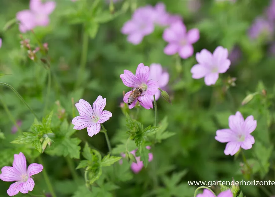 Oxford-Storchschnabel