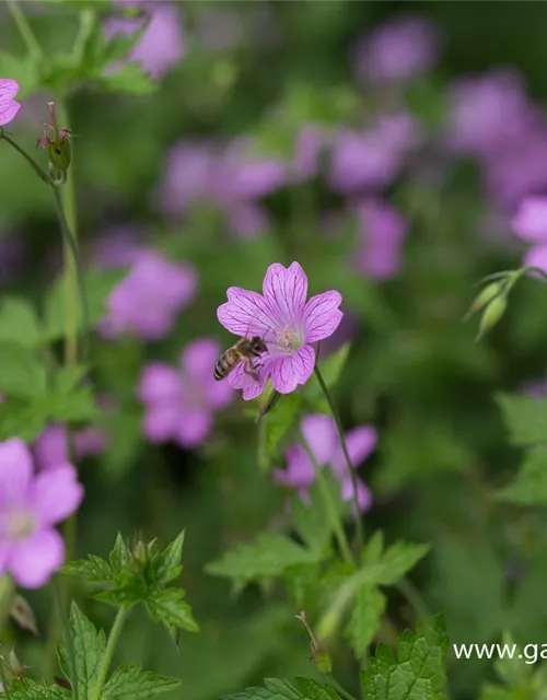 Oxford-Storchschnabel