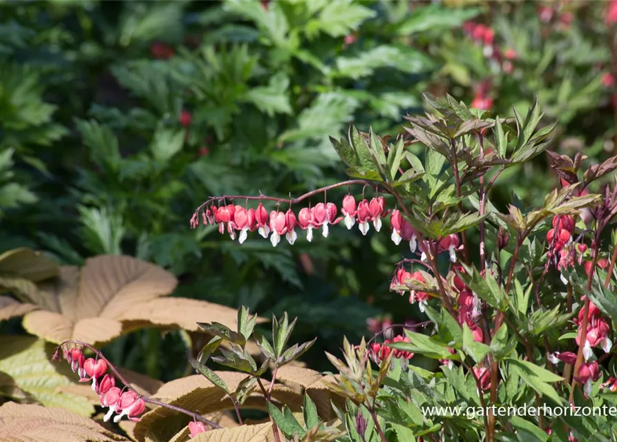 Tränendes Herz 'Valentine'®