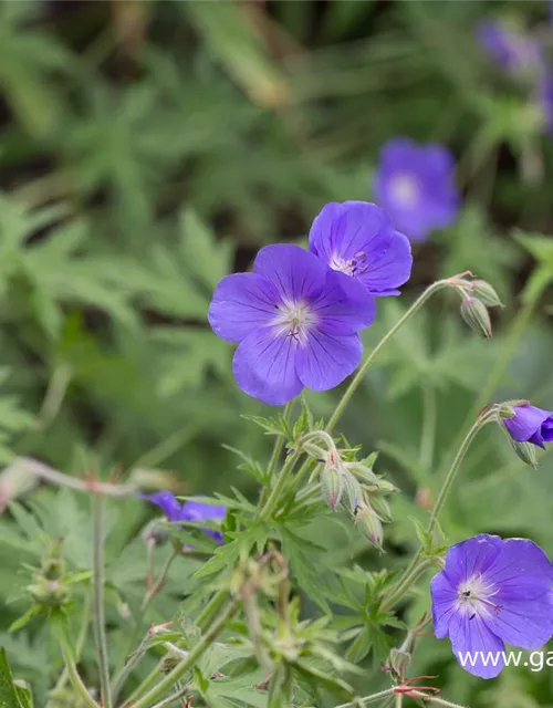 Geranium pratense 'Brookside'