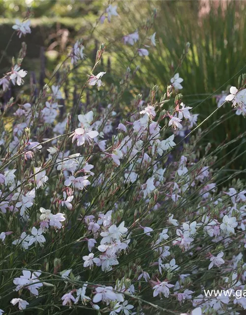 Gaura lindheimerii, weiß