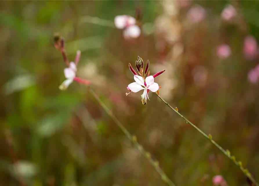 Gaura lindheimerii, weiß