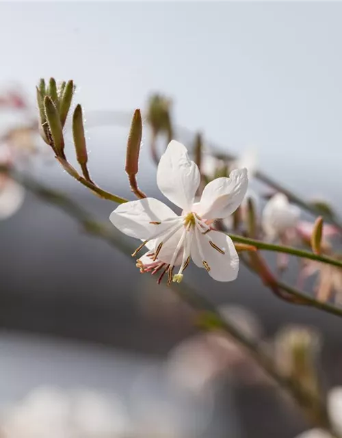 Gaura lindheimerii 'Elurra'