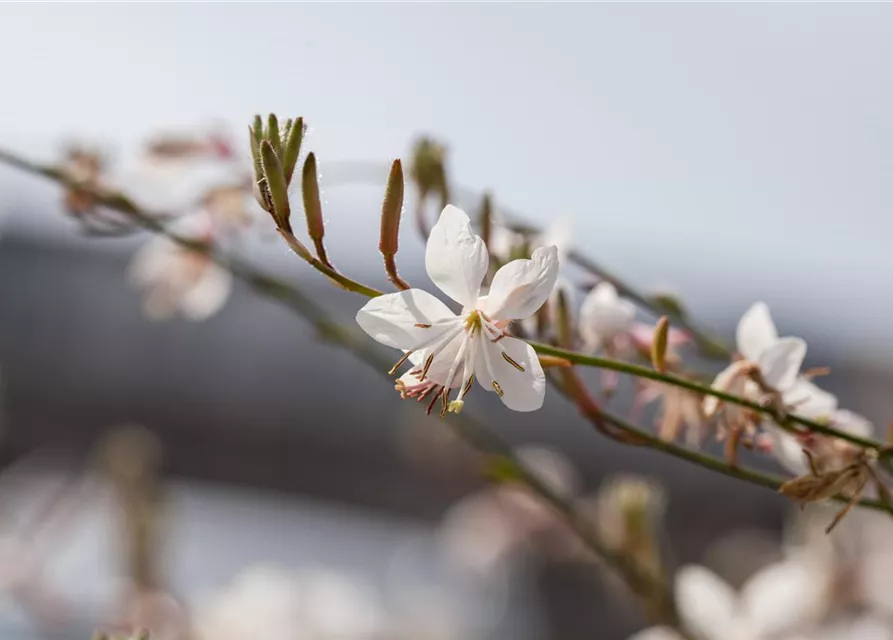 Gaura lindheimerii 'Elurra'