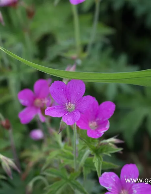 Oxford-Storchschnabel
