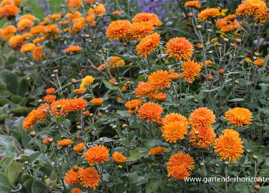Chrysanthemum x hort.'Dixter Orange'