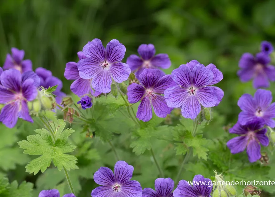 Geranium ibericum 'Vital'