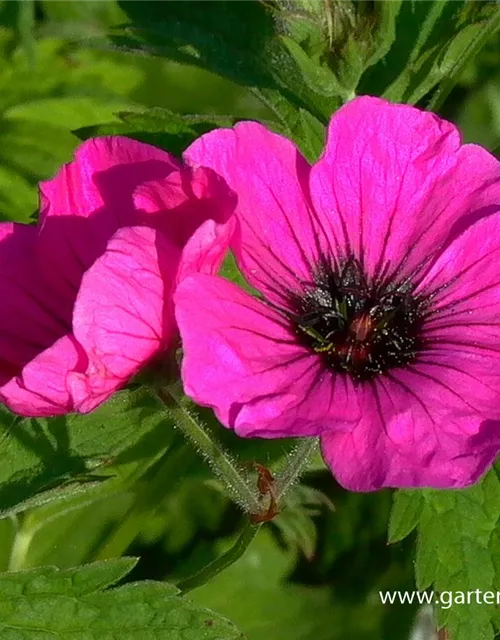 Armenischer Storchschnabel