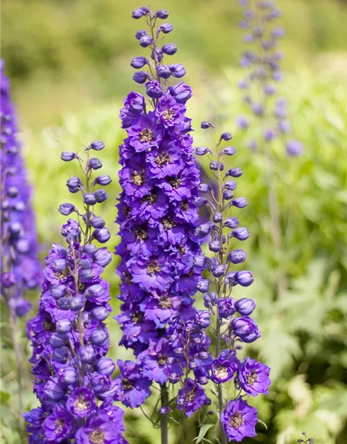 Rittersporn 'Secret'