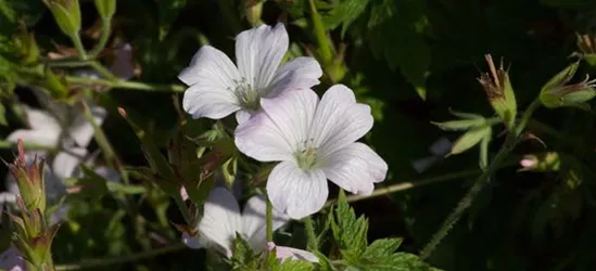 Oxford-Storchschnabel