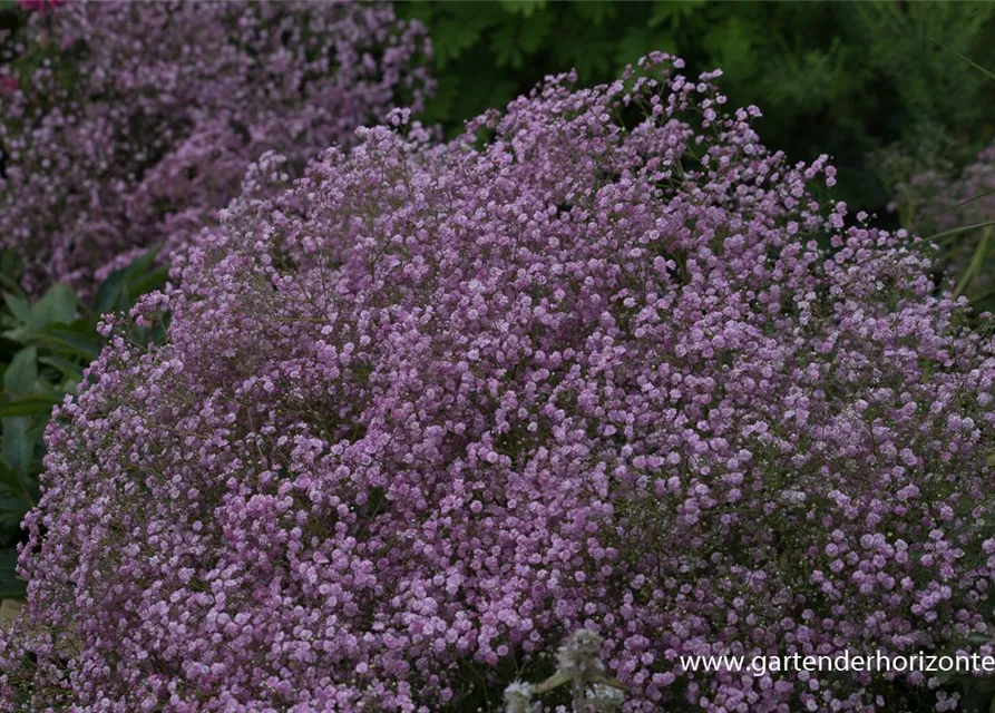Gypsophila paniculata 'Flamingo'