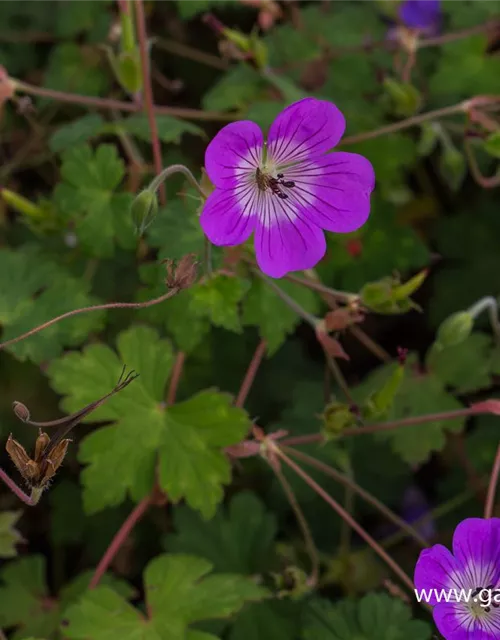 Wallichis Storchschnabel