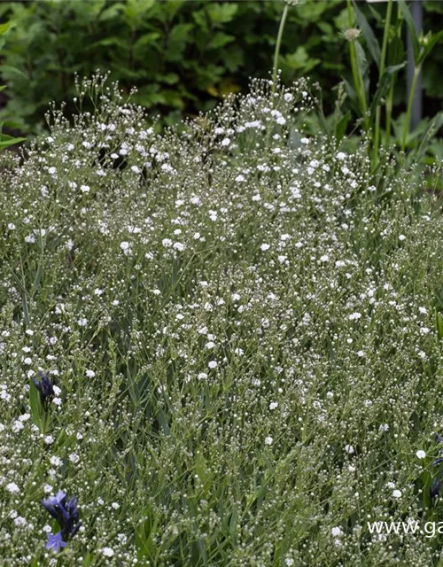 Gypsophila repens 'Compacta Plena'